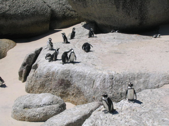 Chim cánh cụt ở bãi biển Boulders
